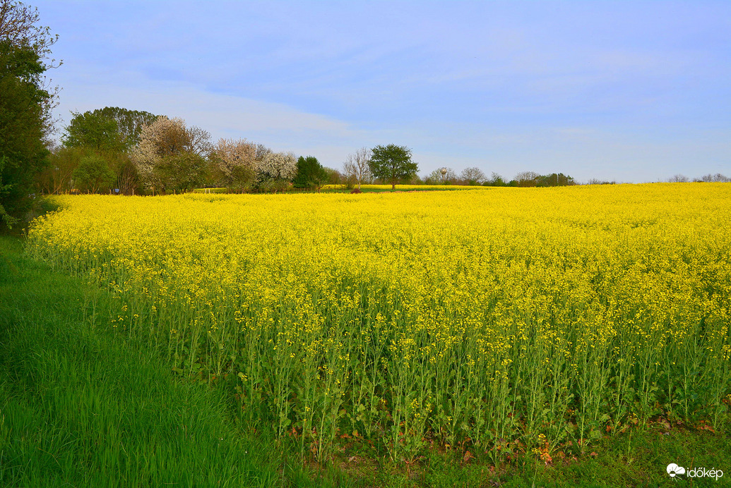 Repcemező 