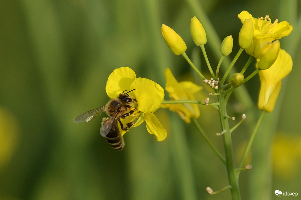 Repcevirág és szorgosa 04.06.