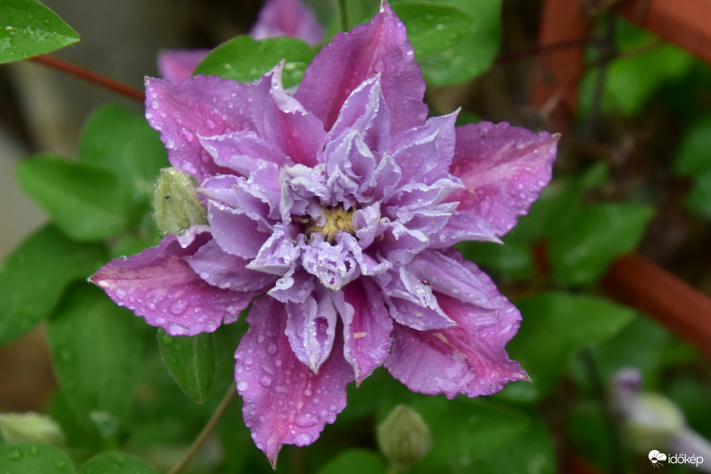 Esőcseppesen 05.17.