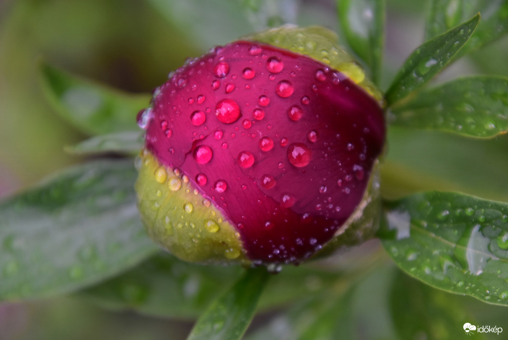 Esőcseppesen 05.17.