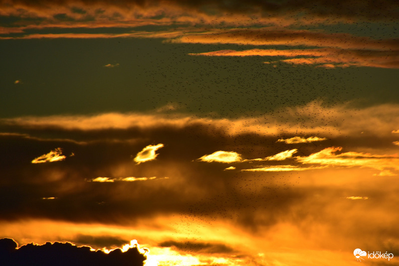 Seregélyek a naplementében 07.01.