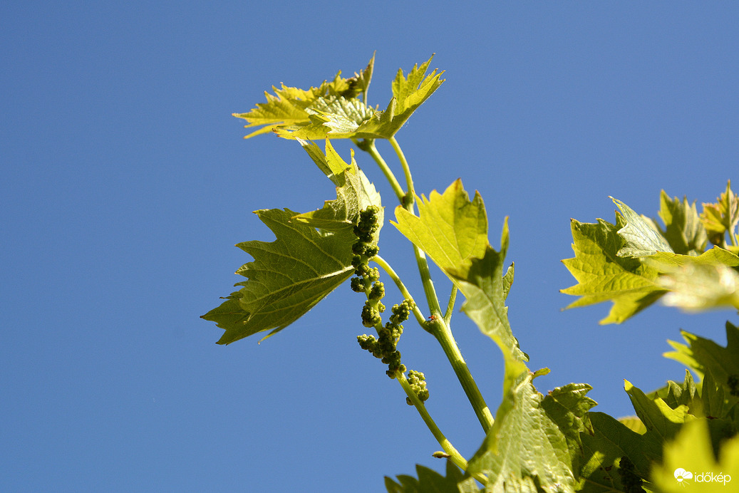 Érik a szőlő 04.30.