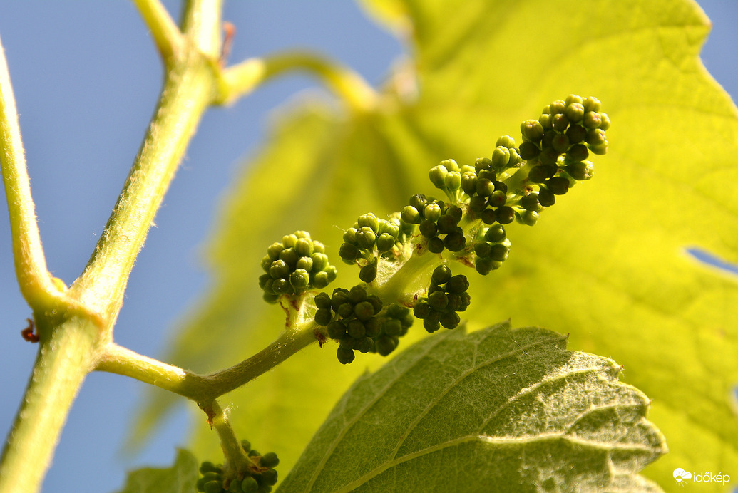 Érik a szőlő 04.30.