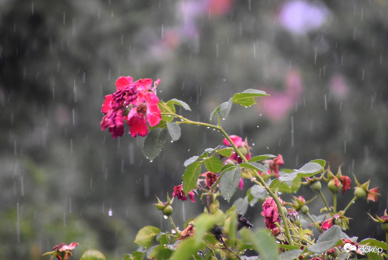 Kiadós eső Szombathelyen 07.11.