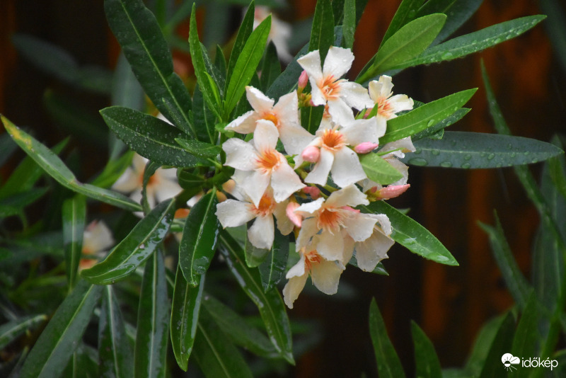 Kiadós eső Szombathelyen 07.11.