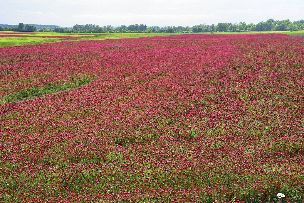 Bíborhere mező 05.01.