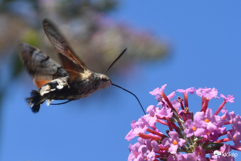 Kacsafarkú szender - az év rovara (08.06.)