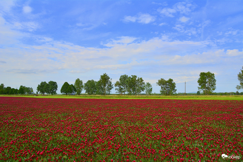 Bíborhere mező 05.01.