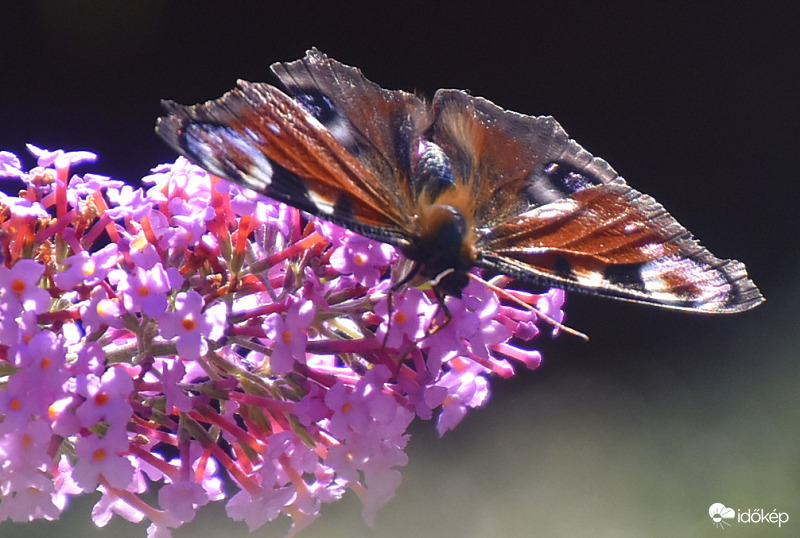 Nappali pávaszem lepke 08.06.