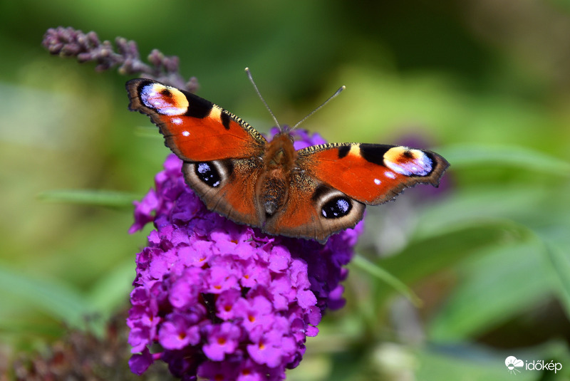 Az erős szél ellenére még virágról virágra szállnak 08.29.