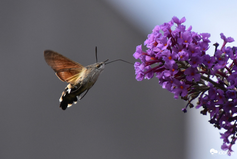 Kacsafarkú szender és a nyári orgona nyár végén 08.29.