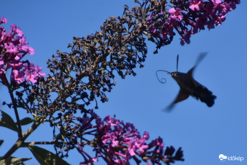 A kis akrobata :) 09.09.