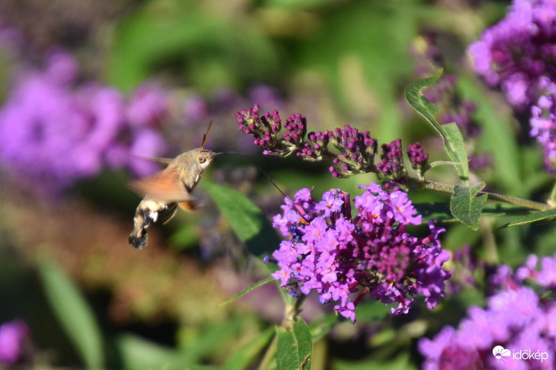 Kora őszi pillanat 09.09.