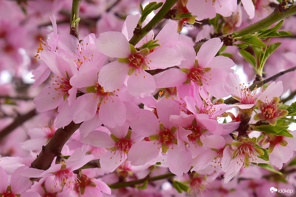 Baltongyöröki mandulavirágzás 03.09.