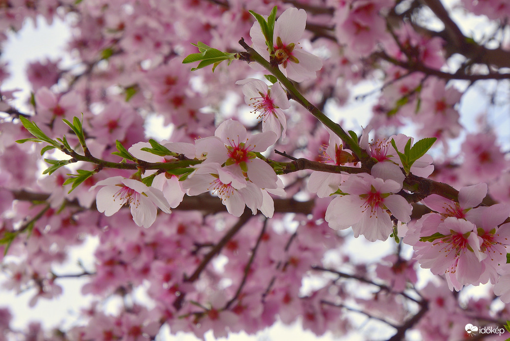 Baltongyöröki mandulavirágzás 03.09.