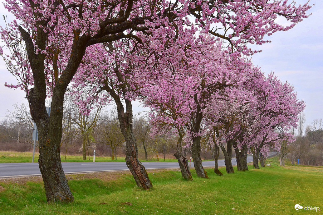 Balatongyöröki virágba borult mandulafák 03.09.