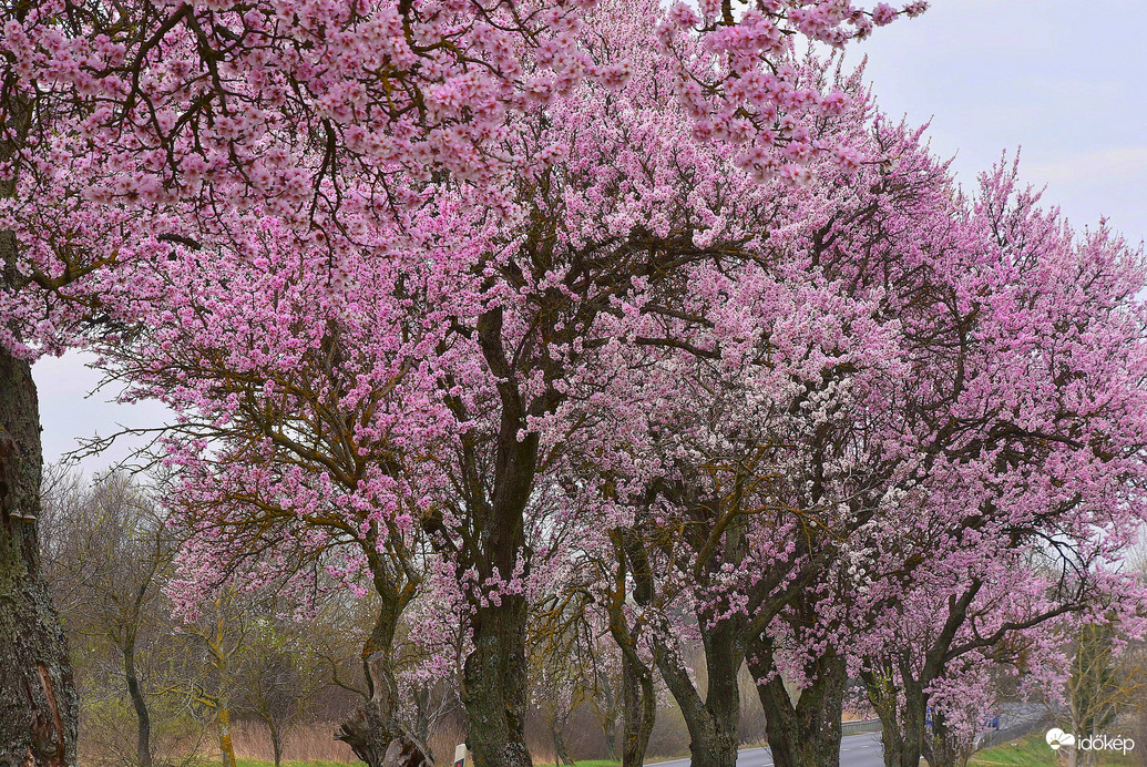 A borús és szeles idő ellenére is gyönyörűek a rózsaszínbe öltözött mandulafák Györökön 03.09.