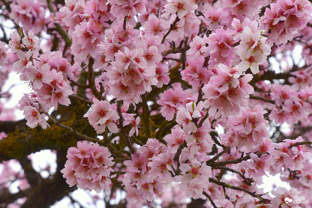 Mandulavirágzás 03.09.