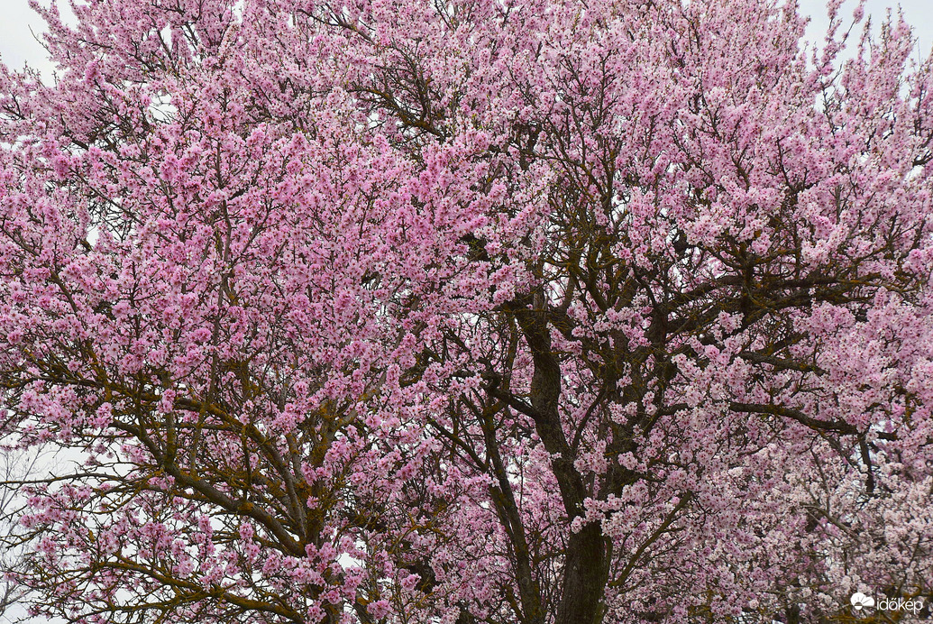 Baltongyöröki mandulavirágzás 03.09.