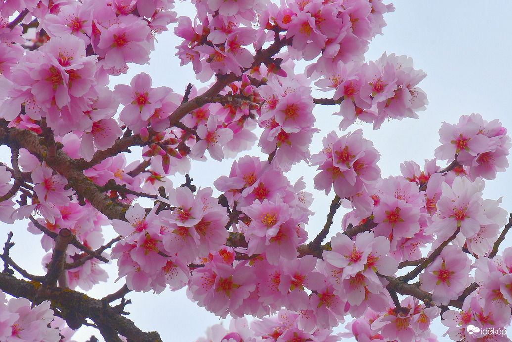 Baltongyöröki mandulavirágzás 03.09.