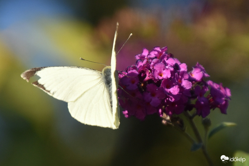 Őszi pillangó 09.09.