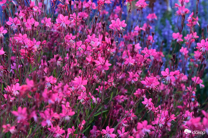 "Még nyílnak a völgyben a kerti virágok" 09.24.