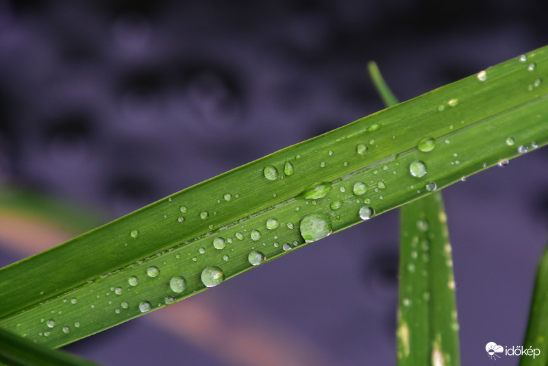 Esőcseppesen 10.06.