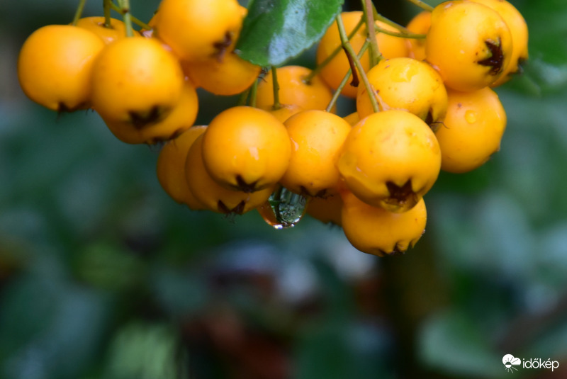 Esőcseppesen 10.06.