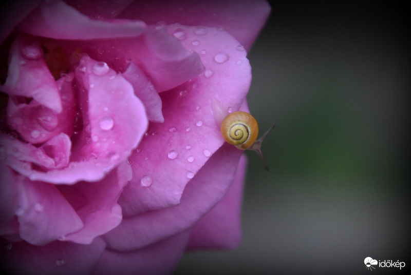 Esőcseppesen 10.06.