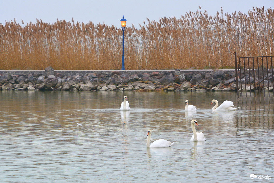 Hattyúk a tavon 01.18.