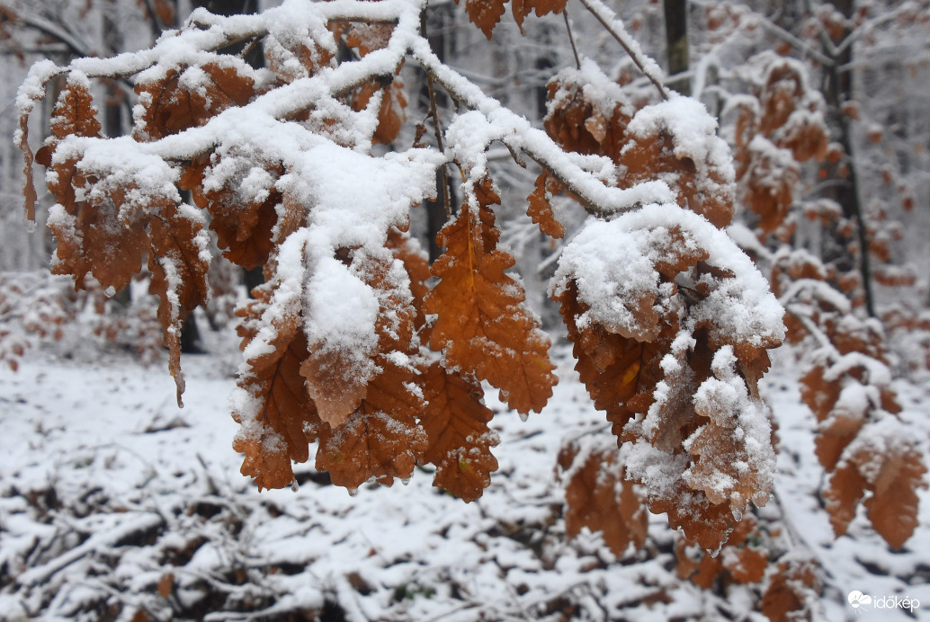 Az ősz és a tél találkozása 11.27-én a Kőszegi-hegységen