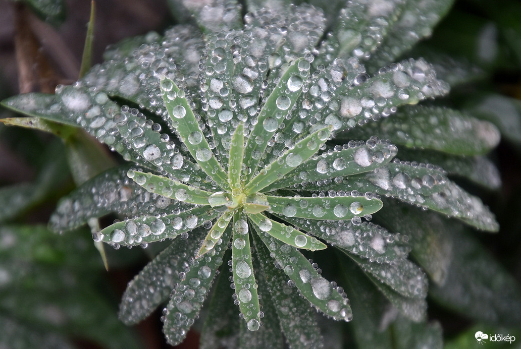 Ködből kicsapódó vízcseppek a növényeken 10.31.