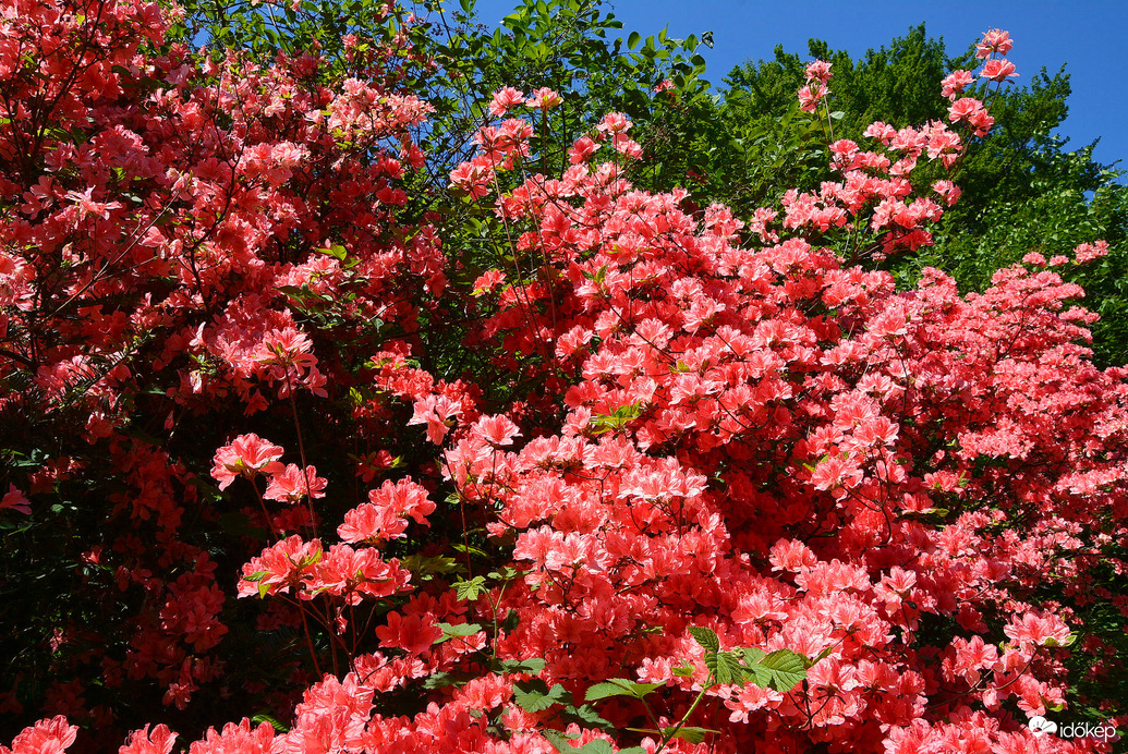 Rododendron virágzás a Jeli Arborétumban 05.01.
