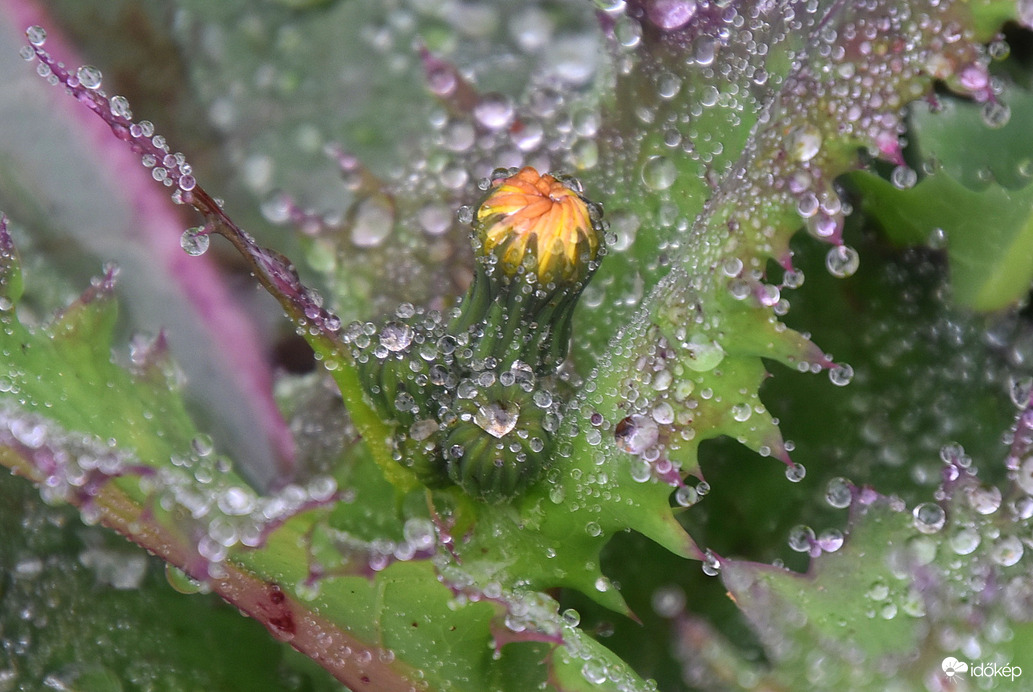 Ködből kicsapódó vízcseppek a növényeken 10.31.