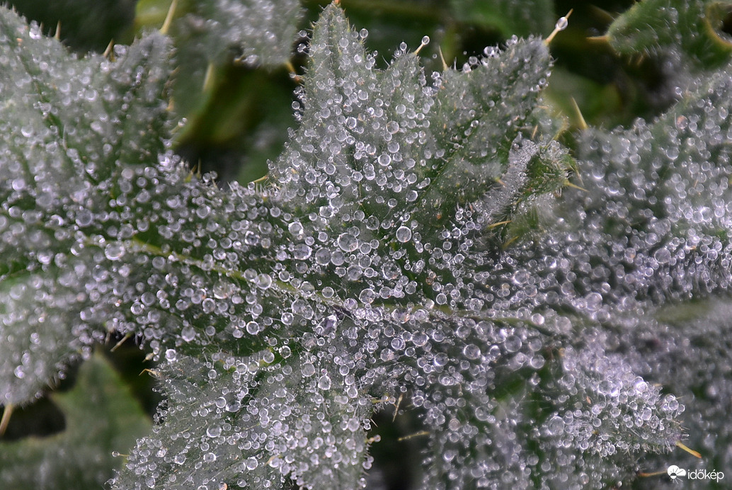 Ködből kicsapódó vízcseppek a növényeken 10.31.