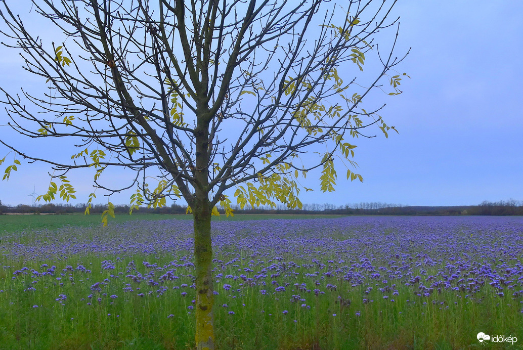 Facélia mező novemberben Sárvár határában 11.05.