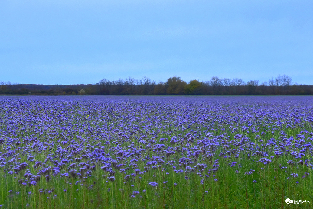 Facélia mező novemberben Sárvár határában 11.05.