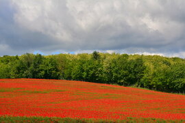 Pipacsos, gomolyos, álomszép látvány 05.16.