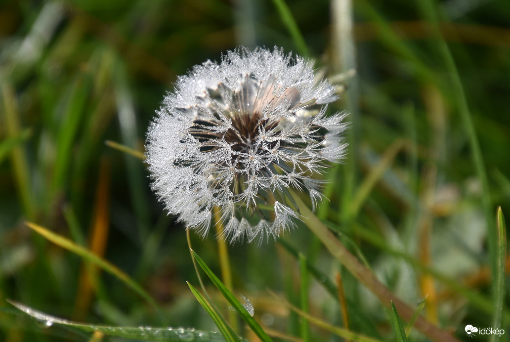 Harmatos pitypang novemberben