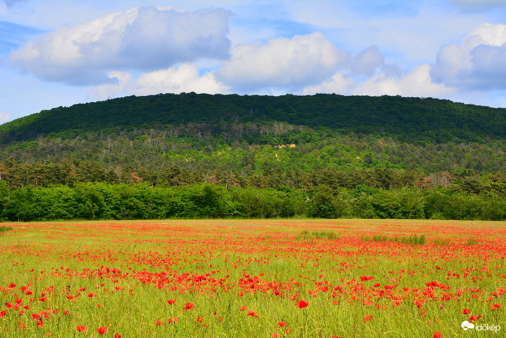 Pipacsmező Sümeg határában 05.20.