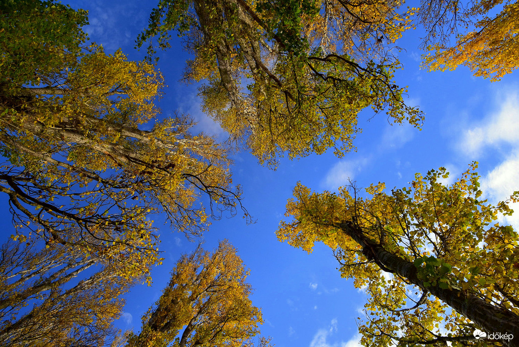 Égig érő fák 11.12.