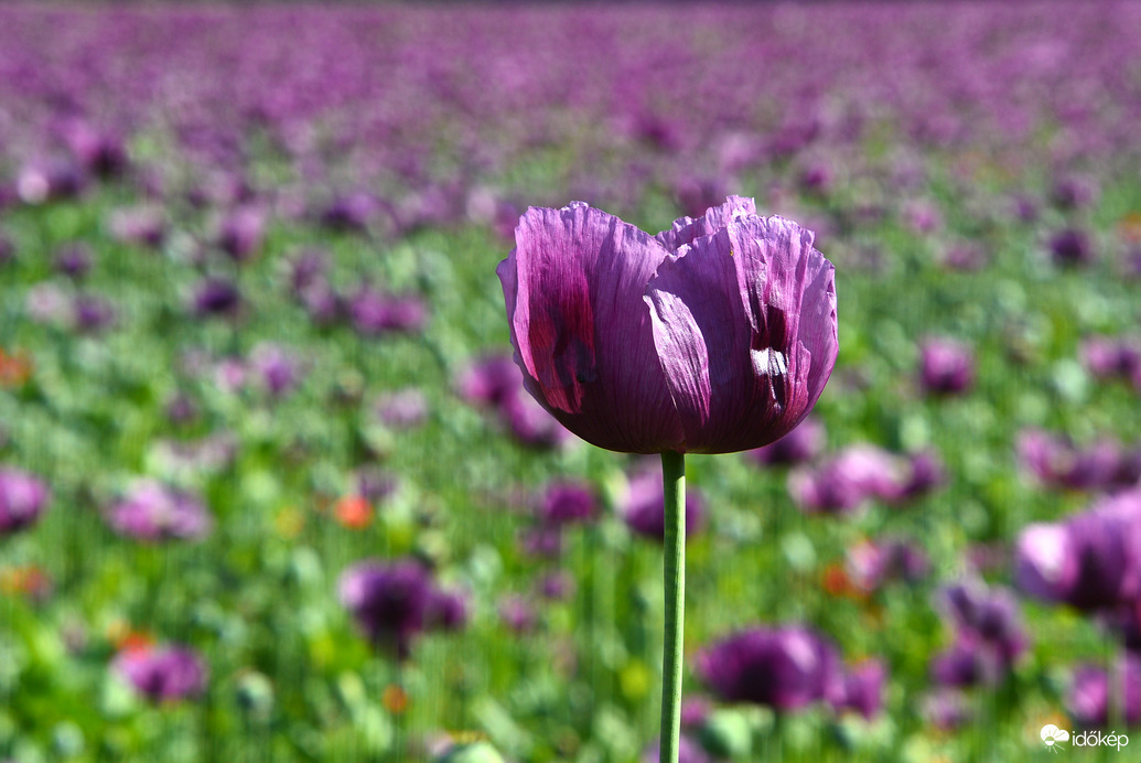 Gyönyörű mákvirág 05.20.