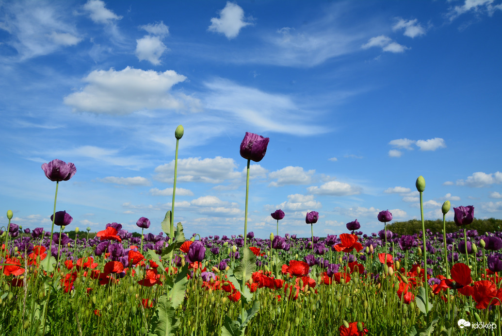 Mákmező pipaccsal 05.20.