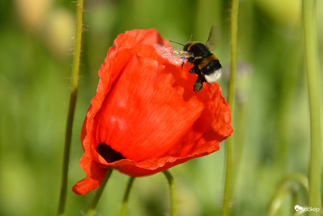 Dongó és pipacsa 05.20.