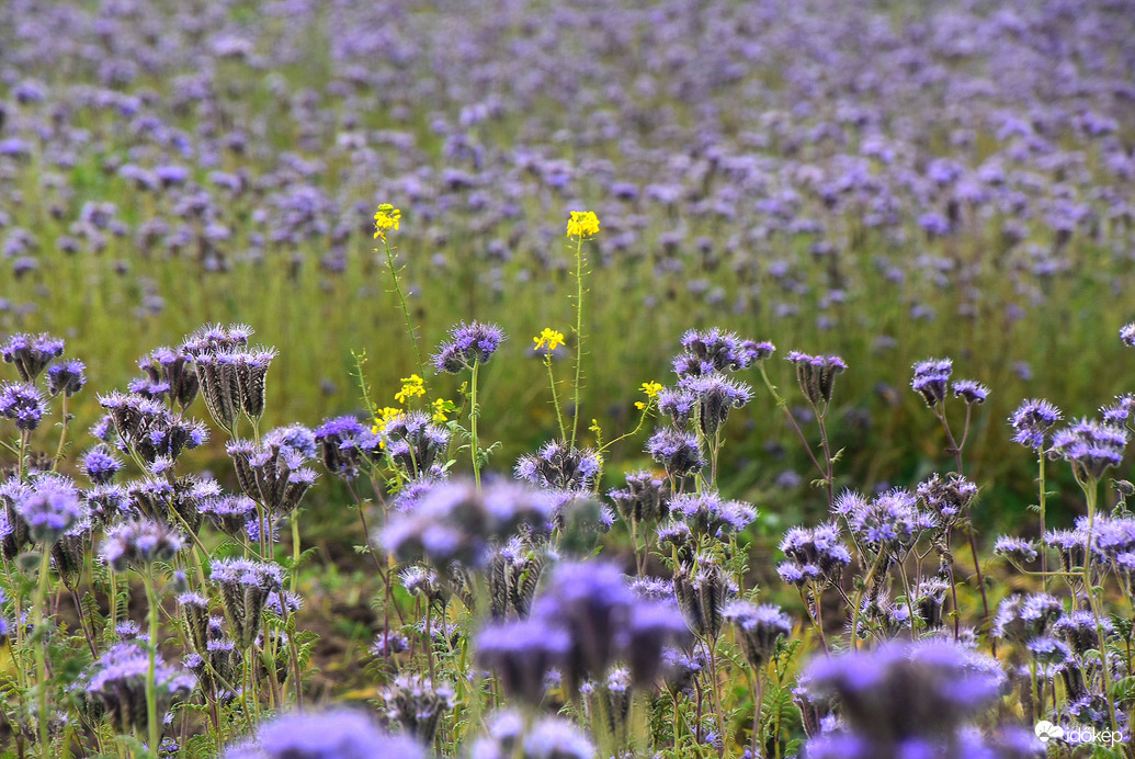 Facélia mező novemberben 11.21.