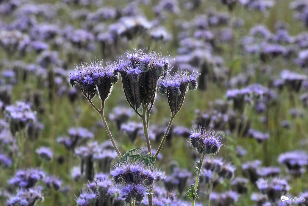 Harmatos Facélia 11.21.