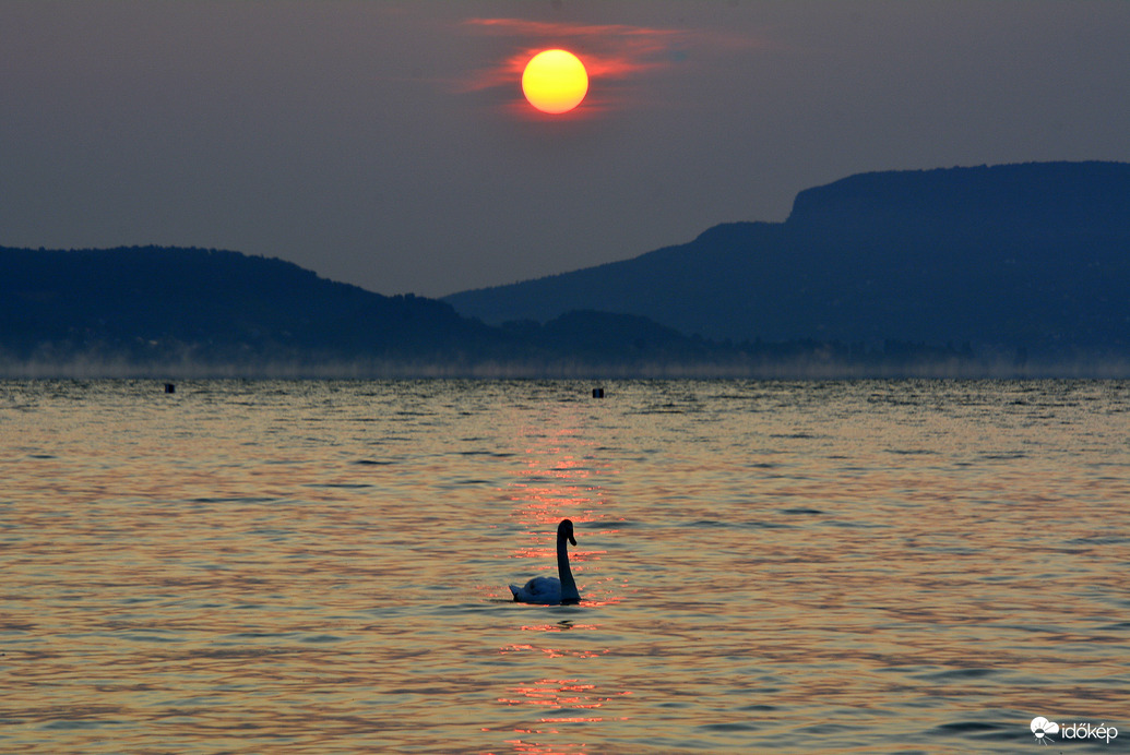 Hattyú a napkeltében 06.10.