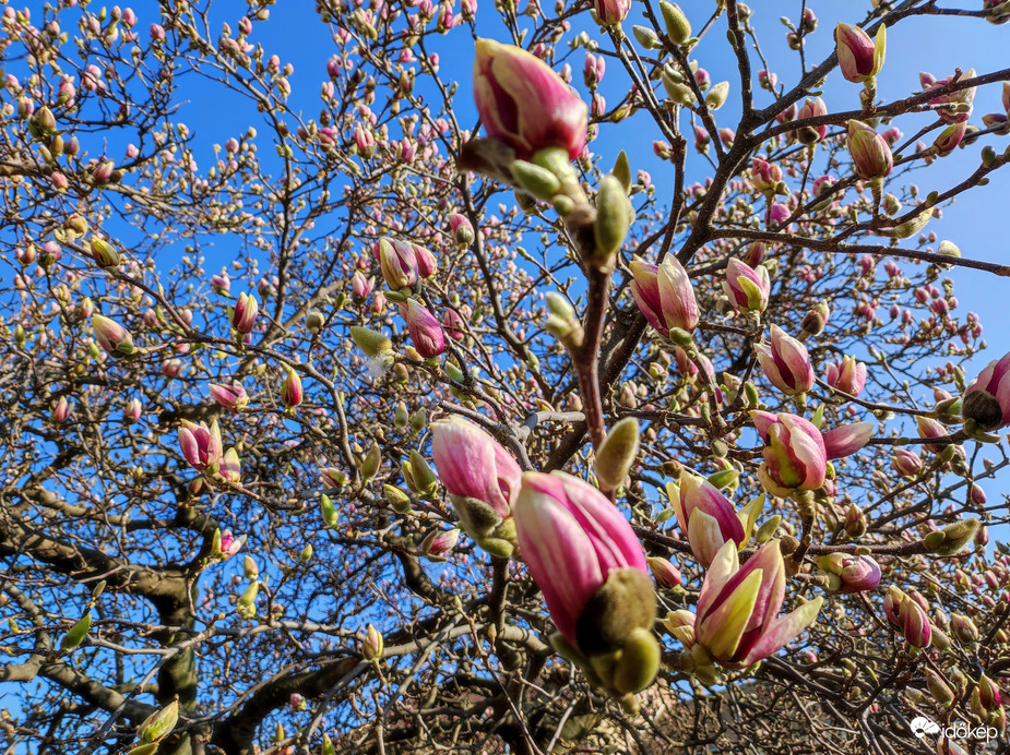 Virágzó magnólia 03.06.