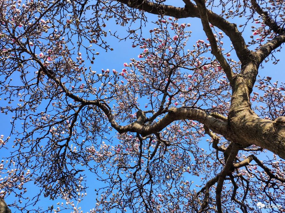 Magnólia virágzás 03.06.