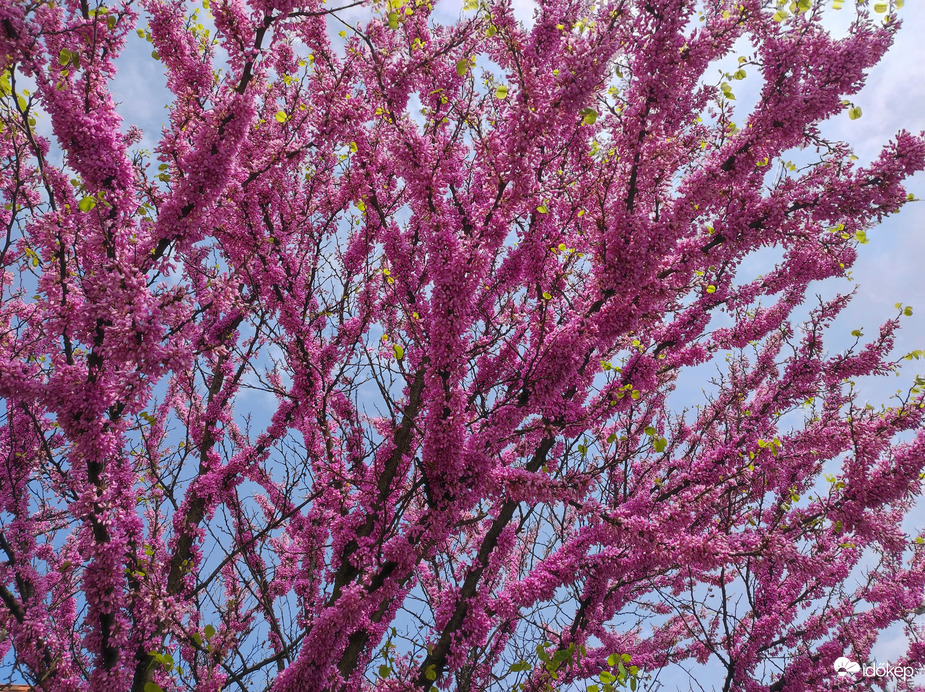 Virágba borult Júdásfa 04.26.